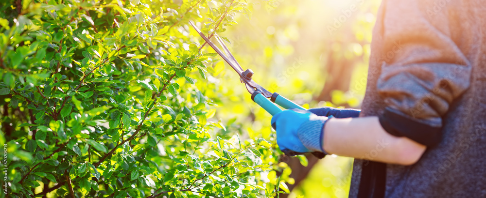 Gardner trimming branches of the bush by manual scissors.