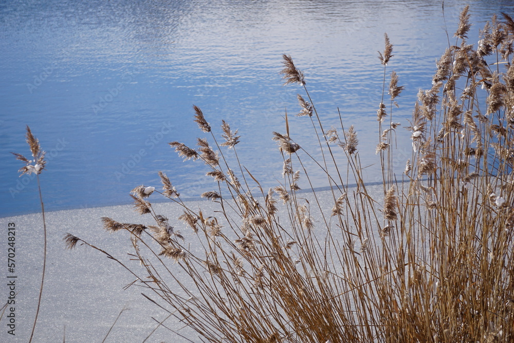 Dried reeds on half frozen lake in winter