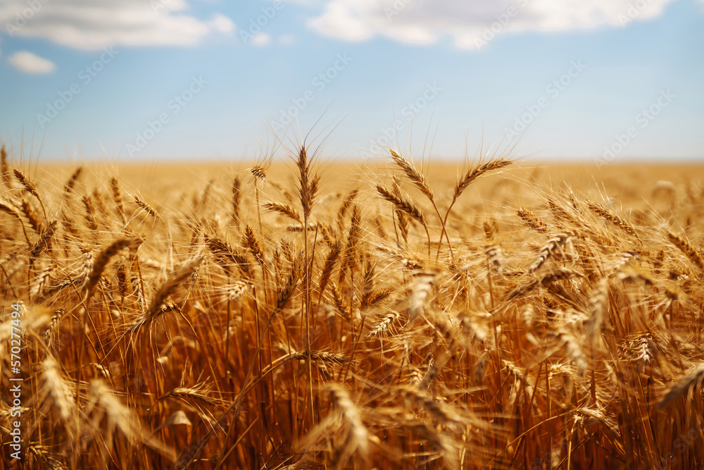 Gold wheat field. Agriculture, gardening or ecology concept.