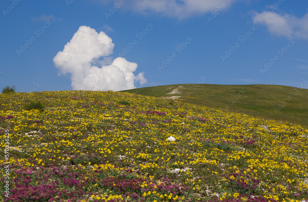 Beautiful wild flowering in the high mountain of Umbria region, Italy