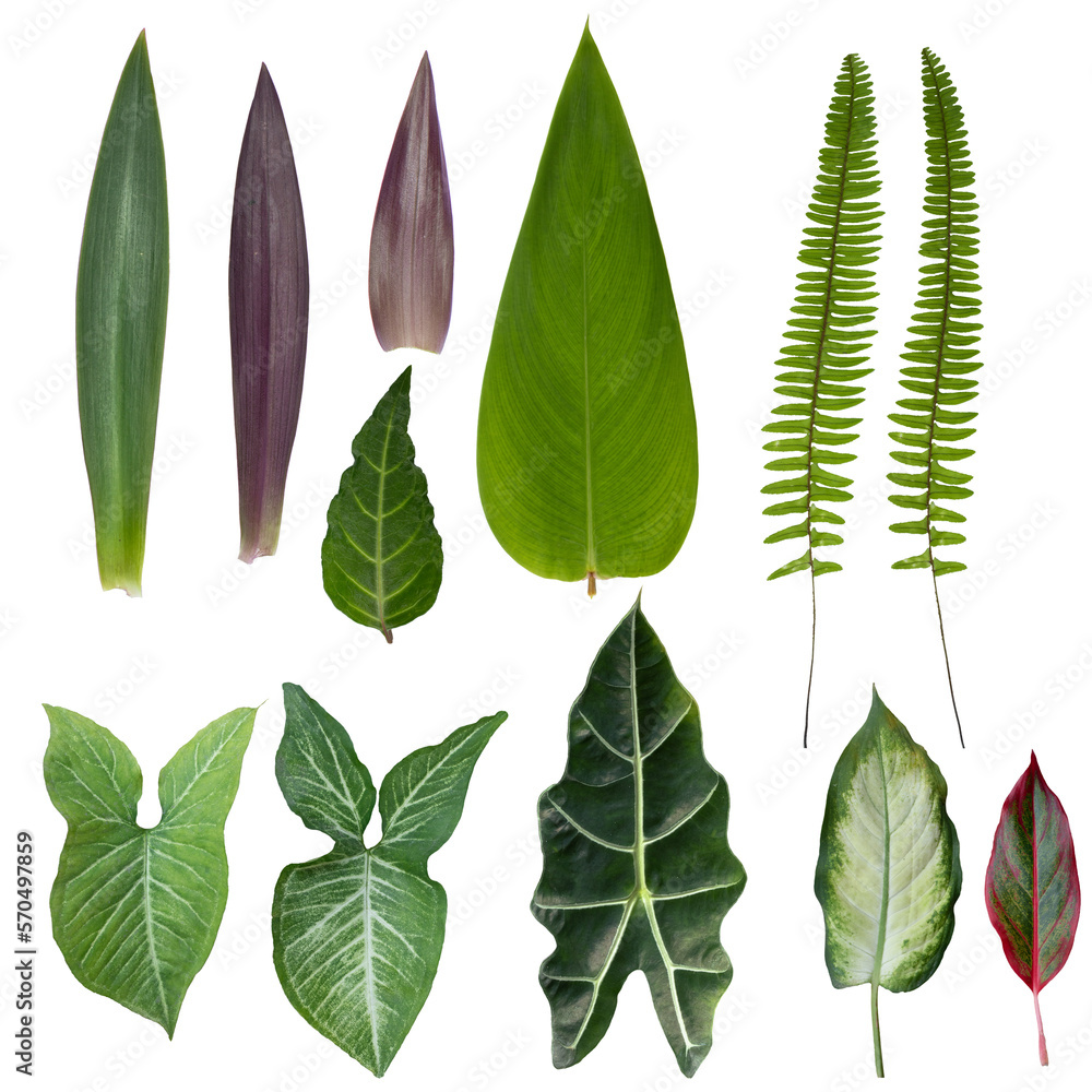 Set of Tropical leaves on transparent background, PNG file