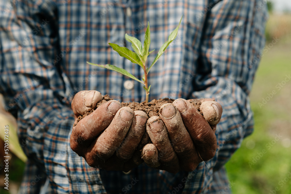 OldMan hands grabbing earth with a plant.The concept of farming and business growth.  in farm.