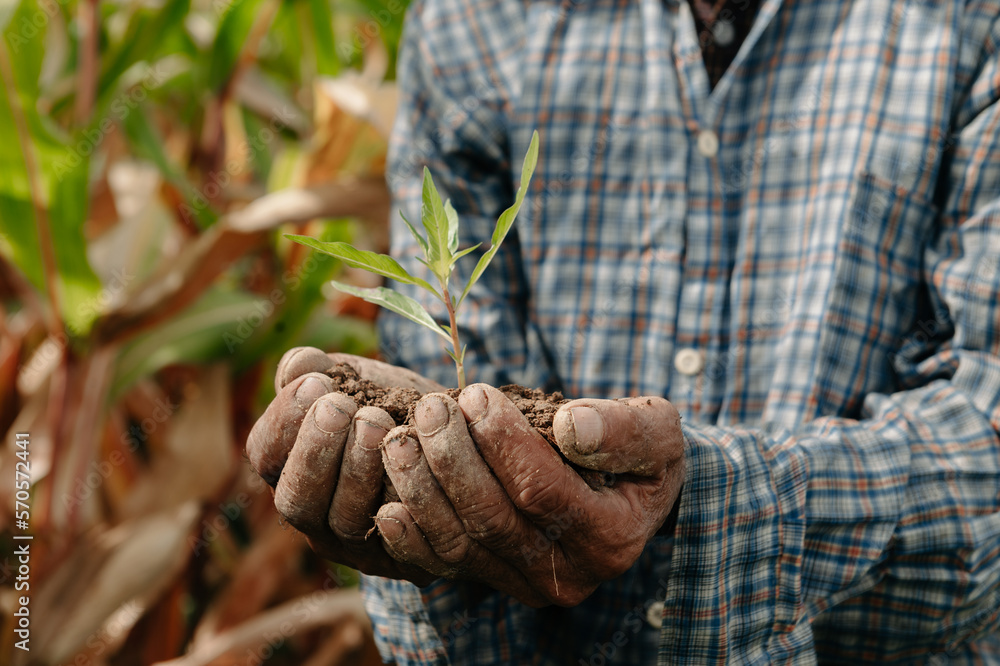 Man hands grabbing earth with a plant.The concept of farming and business growth..