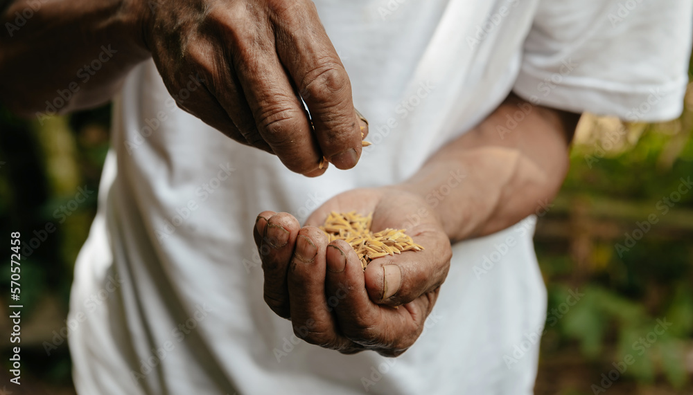 Hand holding on seed ,Seeding,Seedling,Agriculture. rice seed