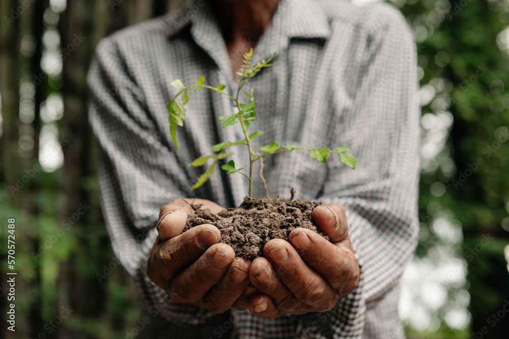 Man hands grabbing earth with a plant.The concept of farming and business growth..