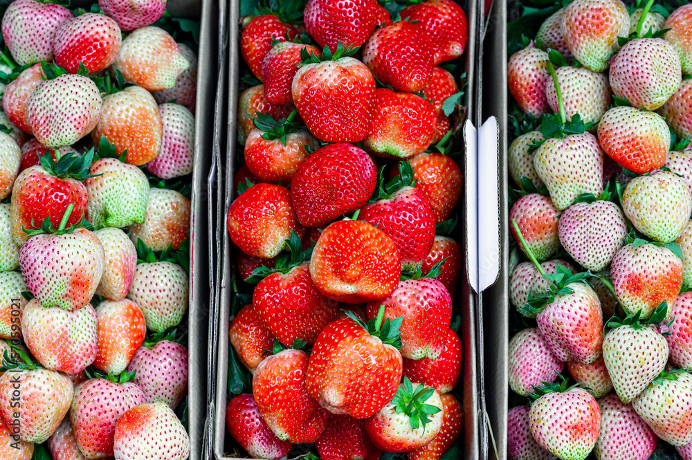 fresh strawberry in box package for sale in fruit market