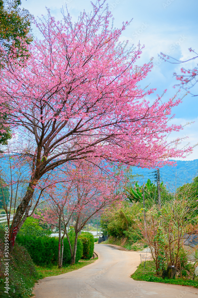 Spring Sakura flower or Cherry Blossom Path through a beautiful road ,Chiang mai ,Thailand