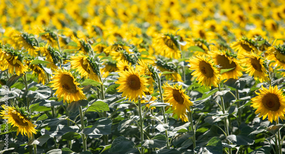 Sunflowers, yellow sunflower flowers grow on the field.