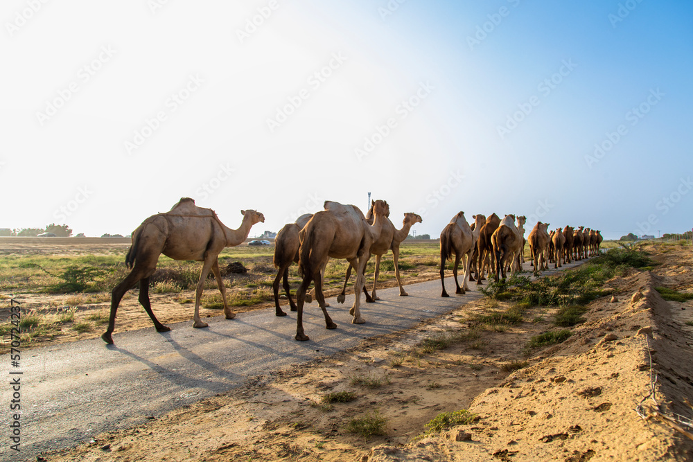 group of camels in desert in Jazan city saudi arabia