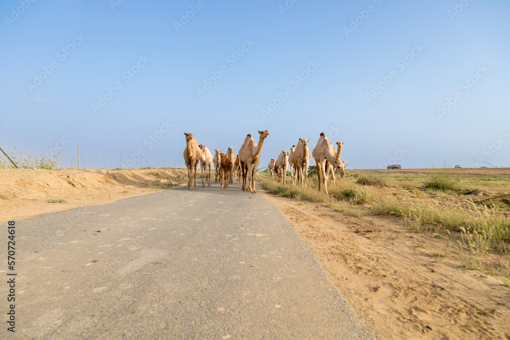 group of camels in desert in Jazan city saudi arabia