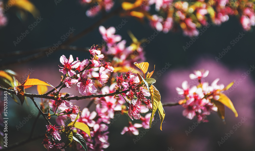 landscape of Beautiful Wild Himalayan Cherry Blooming pink Prunus cerasoides flowers at Phu Lom Lo L