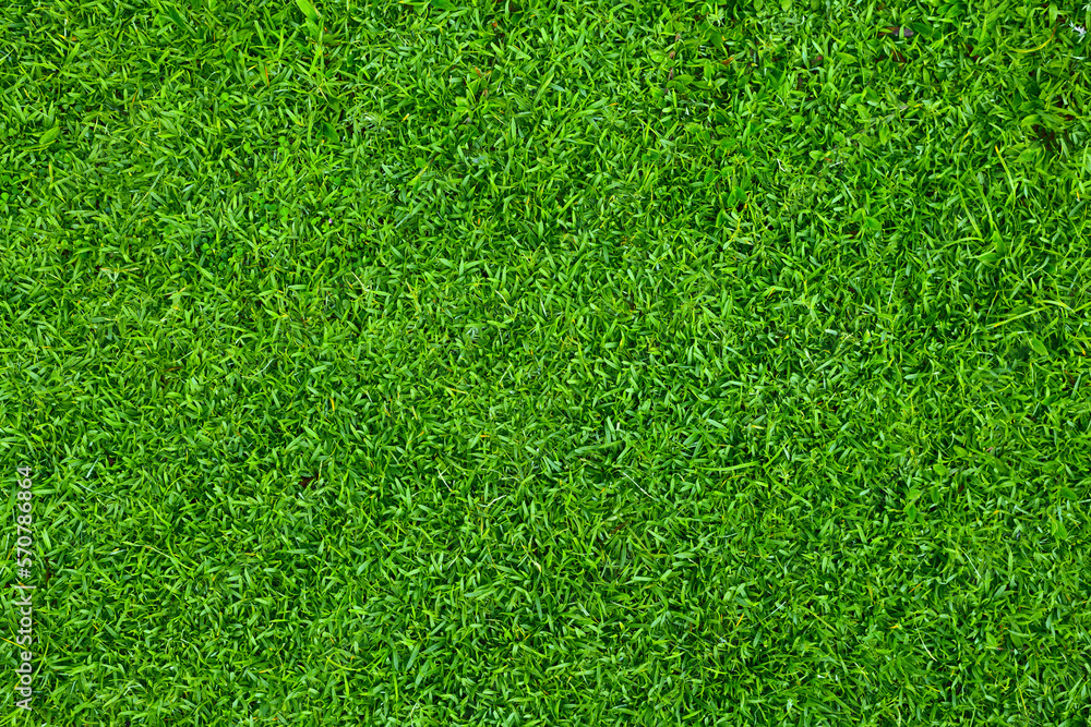 Top view of natural green grass texture background.