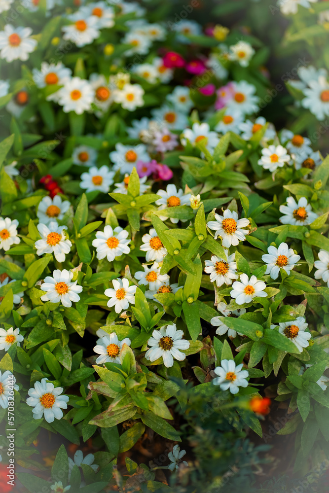 flowers in the garden