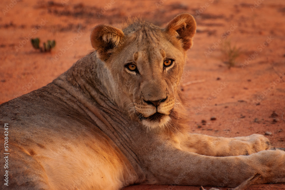 portrait of a female lion in southafrica. Kruger Park