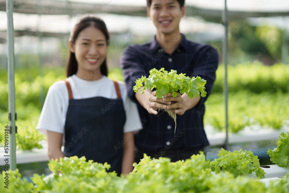 Young modern Asian farmer working at the hydroponic farm, smiling, enjoy working together. hydroponi