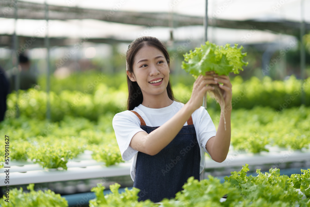 Green salad hydroponic farm concept. Young female Asian farmer picking up the fresh salad for the ha