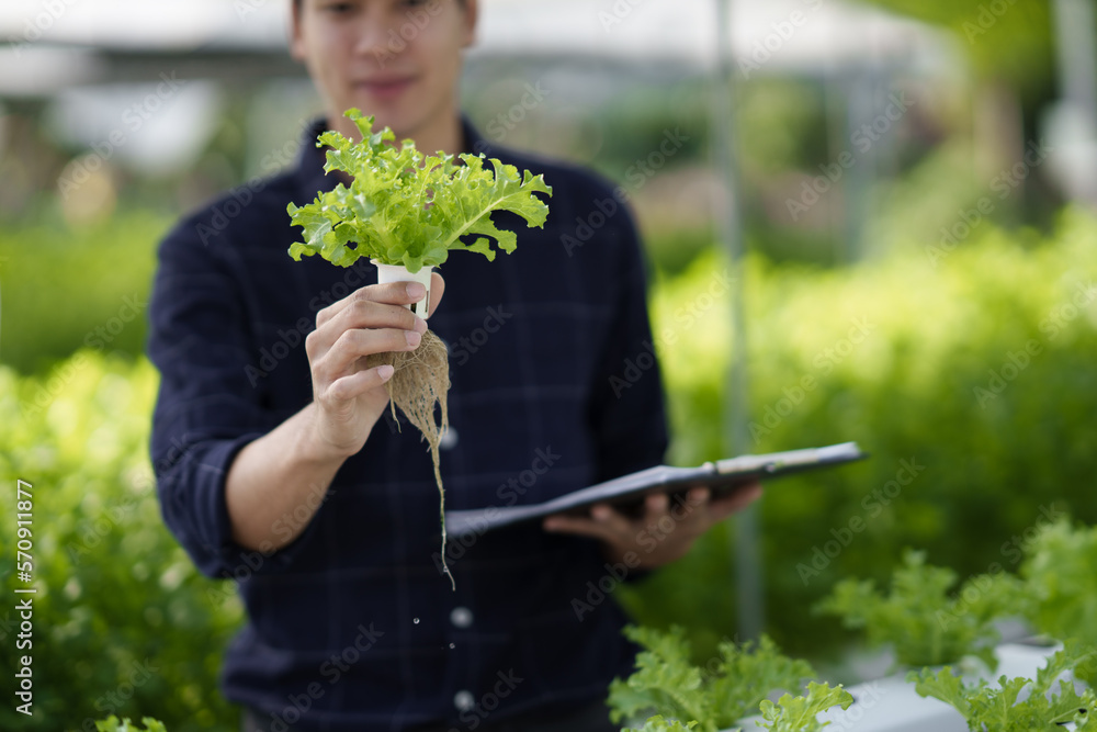 Hydroponic green vegetable farm concept. Young male farmer picking up the salad to check the quality