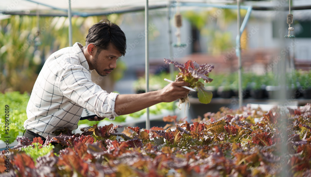 Hydroponic green vegetable farm concept. Young male farmer picking up the salad to check the quality