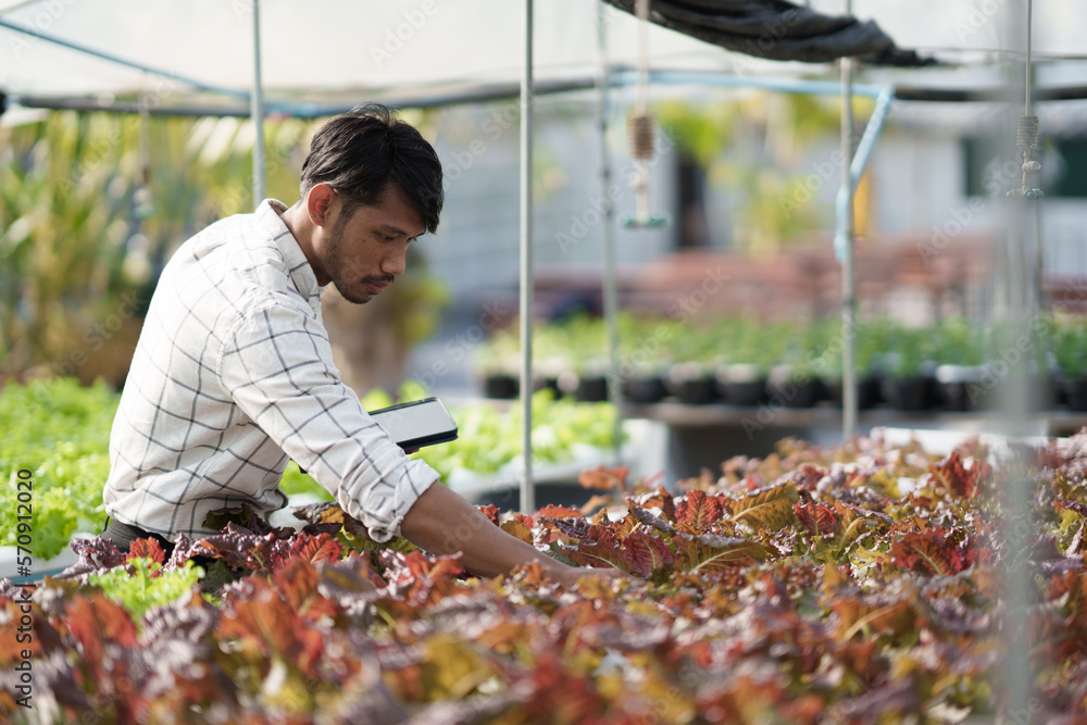 Side view of young male farmer collecting data and details of the salad in the harvest process.