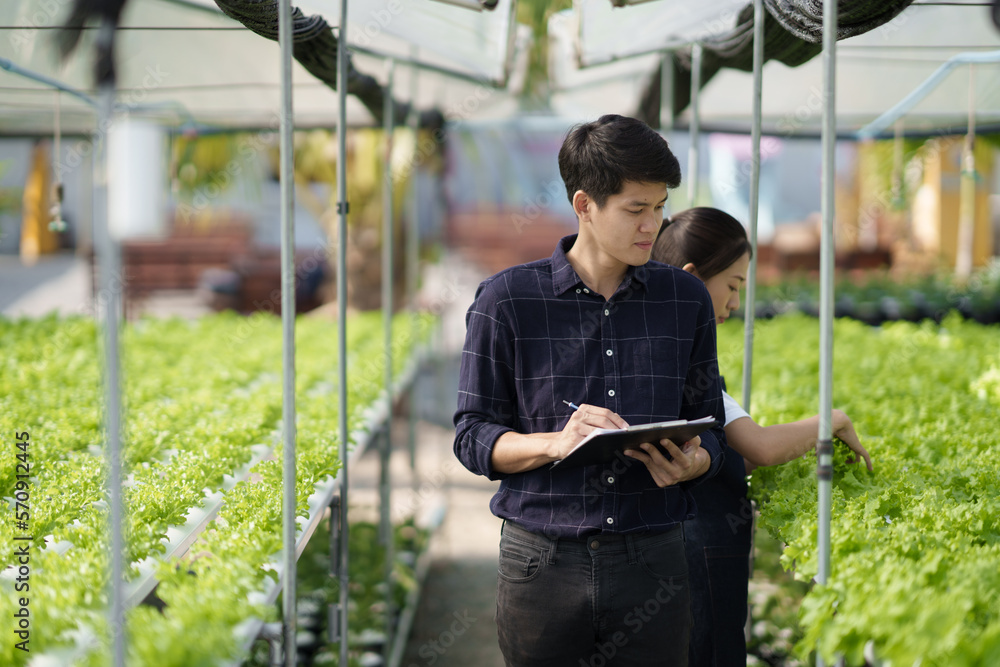 Young Asian workers checking quality of organic vegetables. Hydroponics farm organic fresh harvested