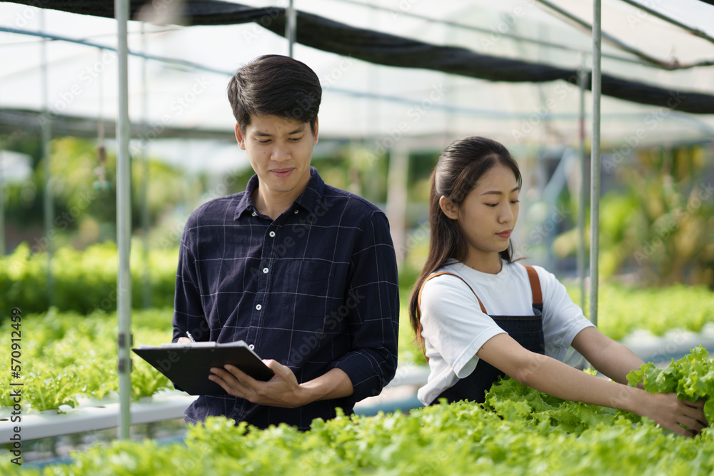 Young Asian workers checking quality of organic vegetables. Hydroponics farm organic fresh harvested