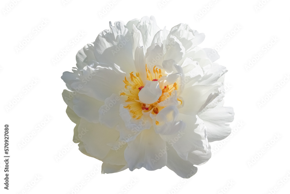 peony flowers isolated on a white background. Stages of development