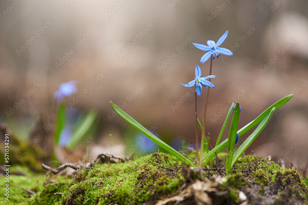 Wild spring flowers of scilla after winter in forest