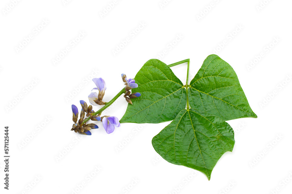 Yam bean leaf isolated on white background.flower Mexican turnip,jicama,yam bean