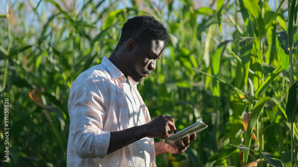 African American farmer types information about harvest of corn on farm field on tablet. Black agric