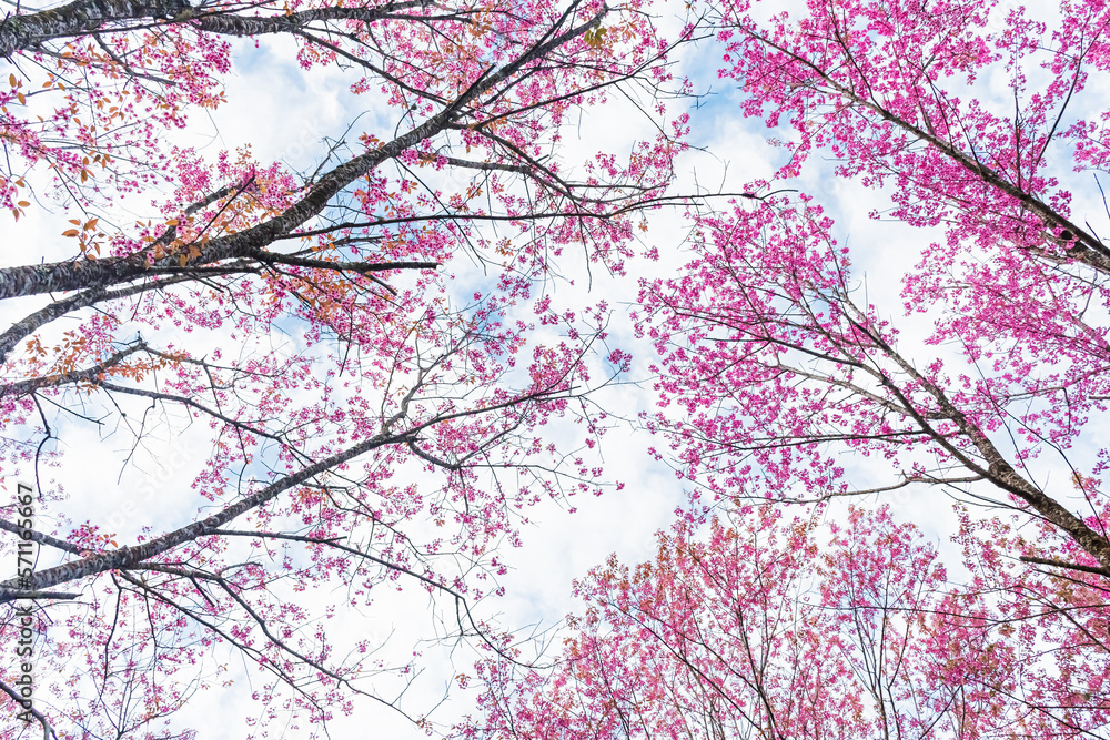 Beautiful Wild Himalayan Cherry Blooming pink Prunus cerasoides flowers at Phu Lom Lo Loei and Phits