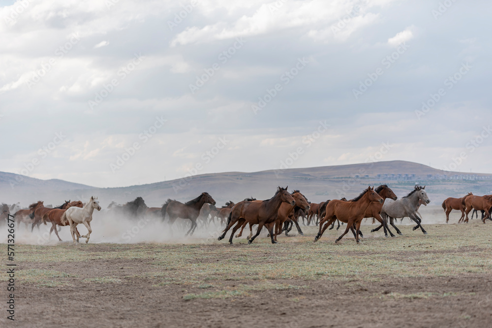 herd of horses