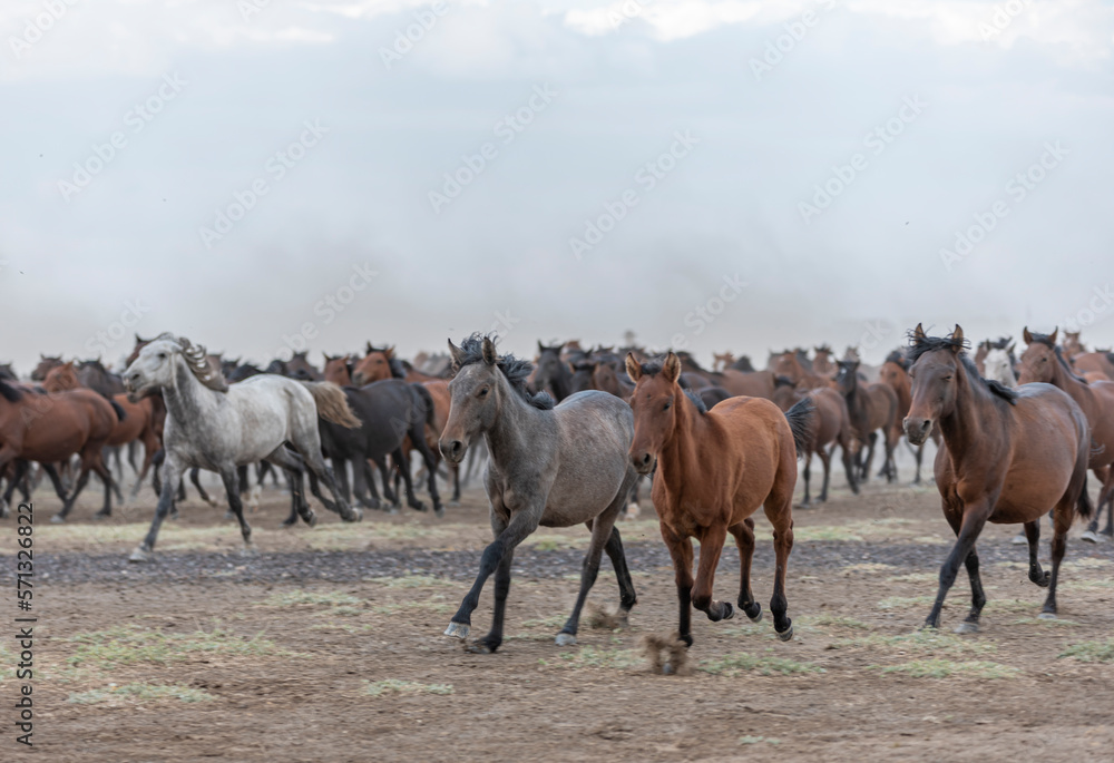 herd of horses in the field