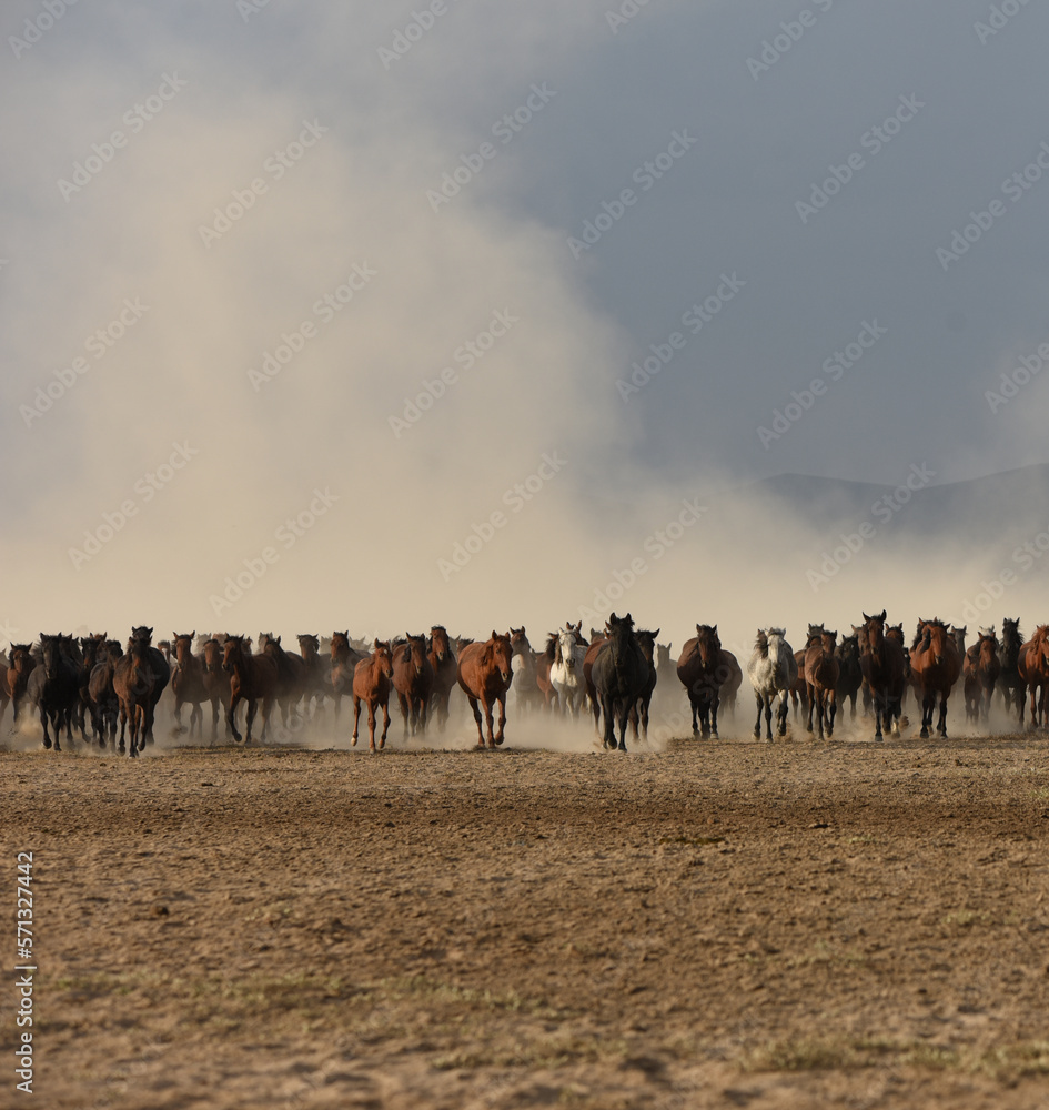 herd of horses on pasture