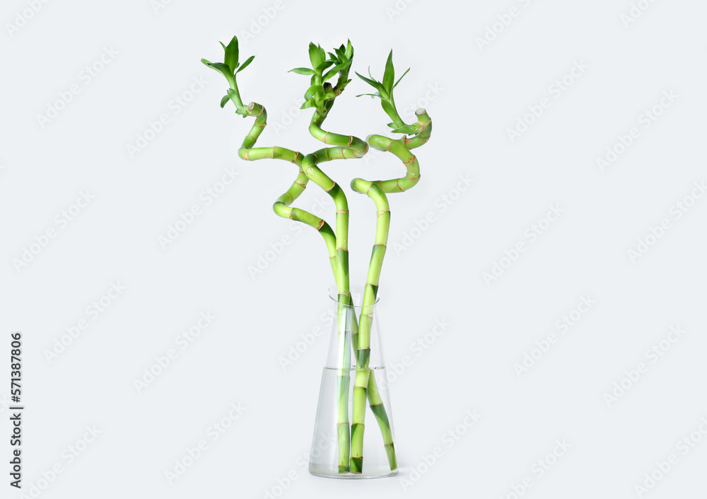 Vase with bamboo branches on color background