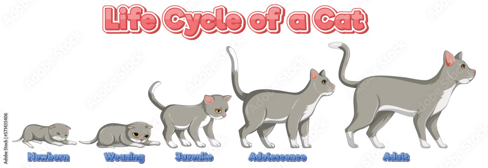 Science life cycle of cat