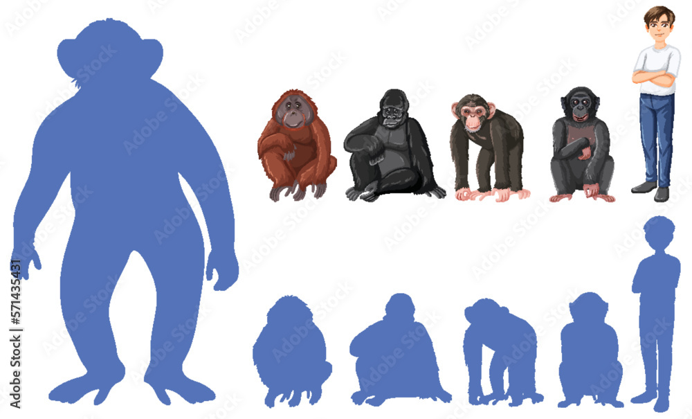 Five different types of great apes