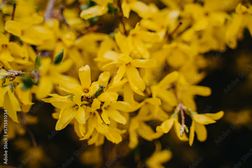 Close up of yellow forsythia flowers in springtime. Selective focus.