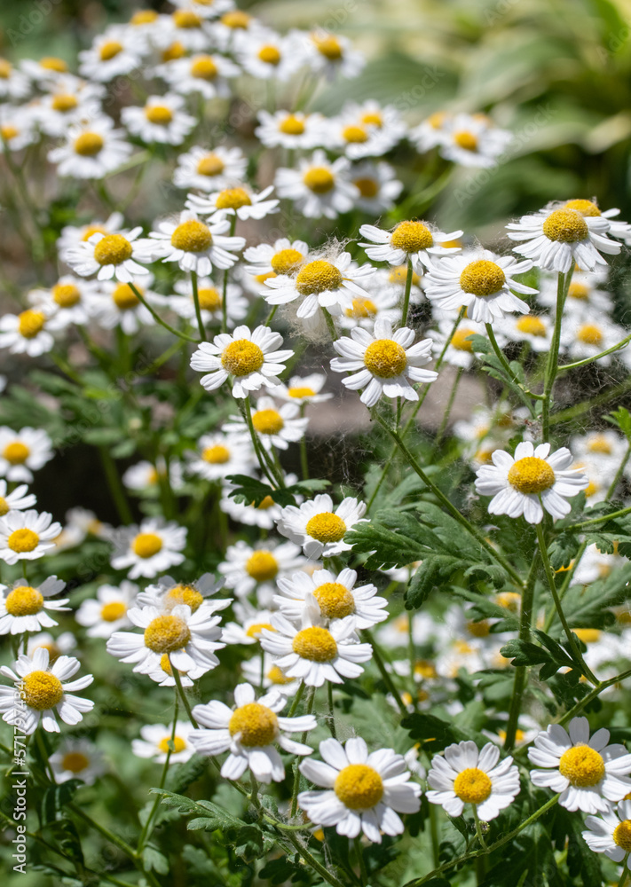 White chamomile flowers in nature field.