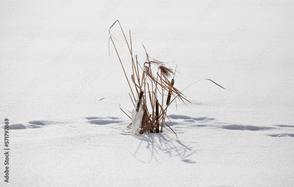 Dry branches of snowy herbaceous plants, winter.