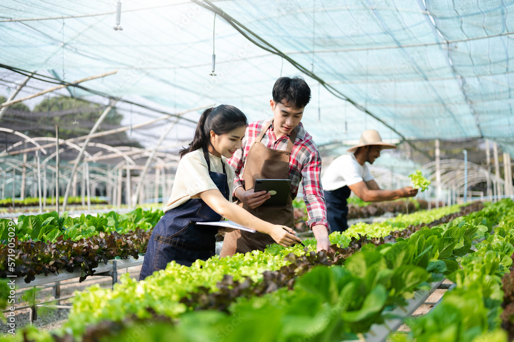  Asian woman and  man farmer working together in organic hydroponic salad vegetable farm. using tabl