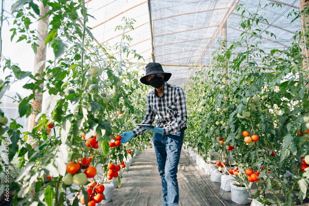 Farmer asian man watching organic tomatoes in greenhouse, Farmers working in smart farming