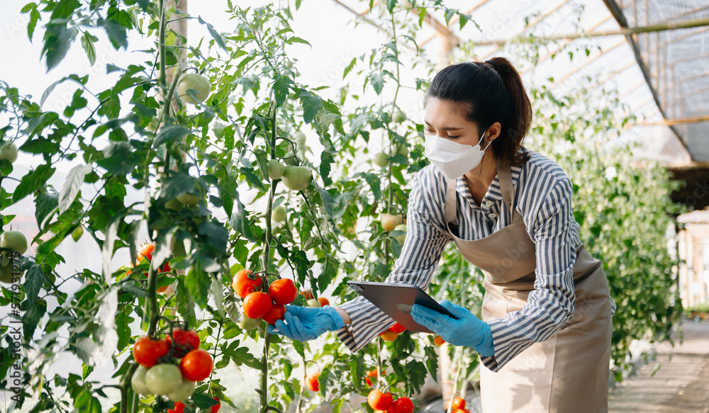 Farmer woman using digital tablet in greenhouse, Farmers working in smart farming growing activity