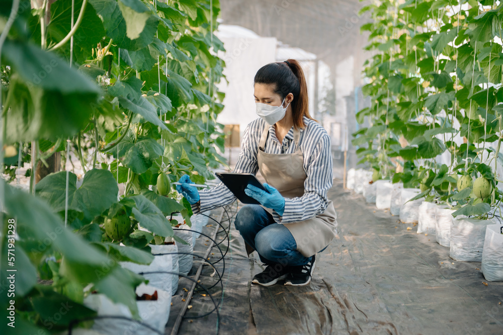 Asian Farmer woman using digital tablet computer in greenhouse, Farmers working in smart farming