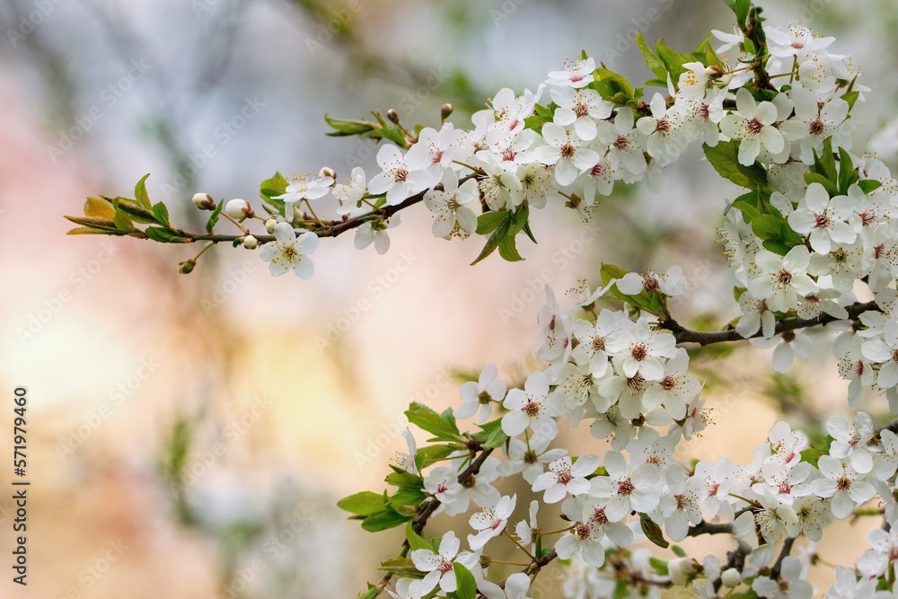 Fresh beautiful booming tree branch in the springtime