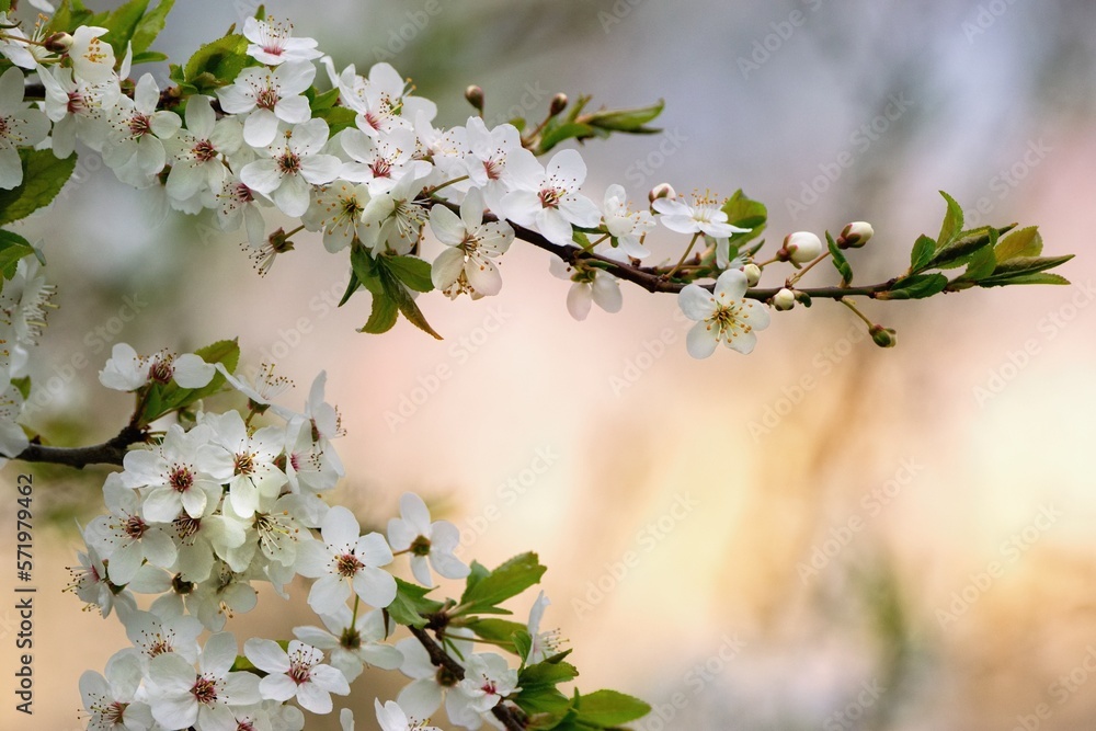 Fresh beautiful booming tree branch in the springtime