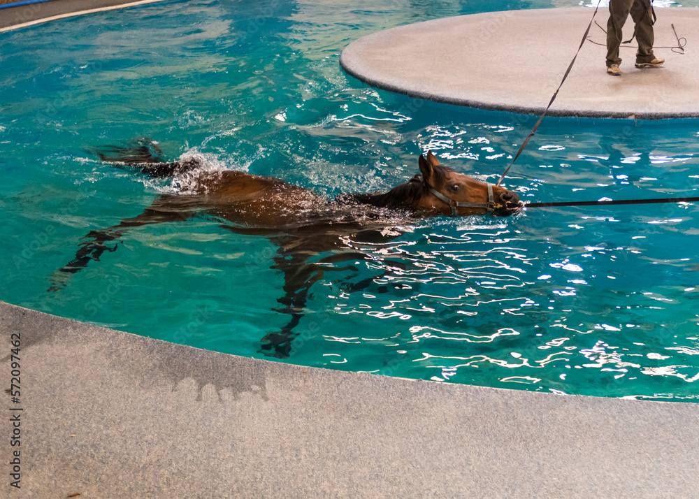 Horse Pool Rehab