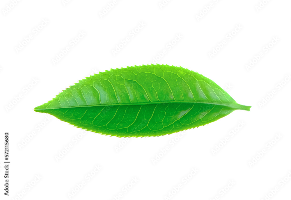 tea leaf on transparent png