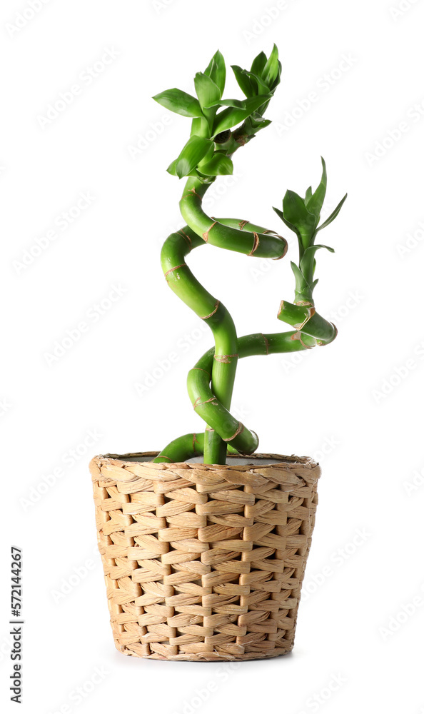 Pot with bamboo plant on white background