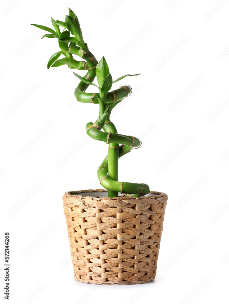 Pot with bamboo plant on white background