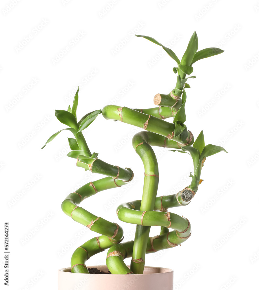 Pot with bamboo plant isolated on white background